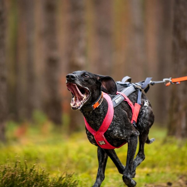 Indywidualny Plan Treningowy dla Psa (30 Dni)